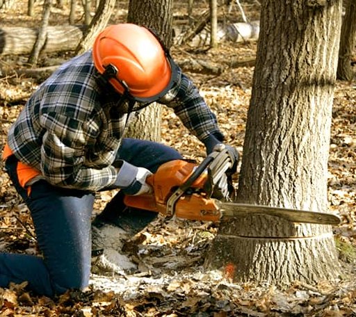 Tree Removal in Grace, ID